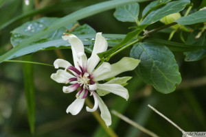 Calycanthus Venus,                      